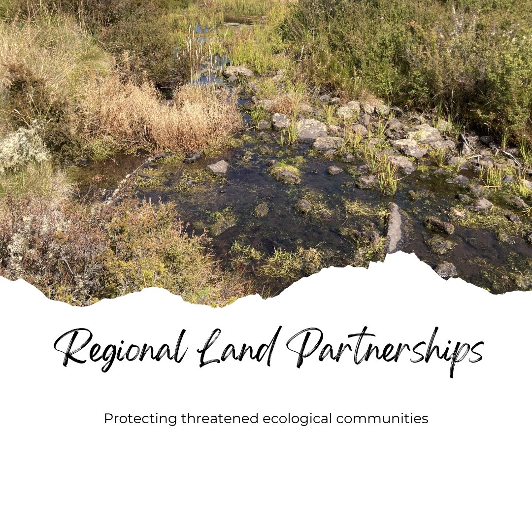 East Gippsland CMA (@eastgippscma) on Twitter photo Ecological communities - diverse groups of living organisms, from plants to animals coexisting in unique habitats. 🐸🐞🌿🍄.
Many of these are under pressure from a range of threats. Visit our website for more egcma.com.au/what-we-do/reg…
<a href="/AusLandcare/">National Landcare</a>
@dcceew
@DeptAgNews
#Landcare Ecological communities - diverse groups of living organisms, from plants to animals coexisting in unique habitats. 🐸🐞🌿🍄.
Many of these are under pressure from a range of threats. Visit our website for more egcma.com.au/what-we-do/reg…
<a href="/AusLandcare/">National Landcare</a>
@dcceew
@DeptAgNews
#Landcare