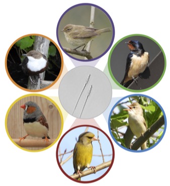 Institute of Vertebrate Biology (@ivb_cas) on Twitter photo NEW in #JVertBiol: Comparative sperm proteomics in selected passerine birds reflects sperm morphology and mitochondrial metabolism doi.org/10.25225/jvb.2… <a href="/BioOneNews/">BioOne</a> | <a href="/CzechAcademy/">Czech Academy of Sciences</a> |@StopkaPavel | @RStopkova |<a href="/BIOCEV_science/">BIOCEV_SCIENCE</a> |<a href="/science_charles/">Faculty of Science of Charles University</a>|<a href="/aeegivb/">Avian Evolutionary Ecology Group at IVB</a>| #ornithology NEW in #JVertBiol: Comparative sperm proteomics in selected passerine birds reflects sperm morphology and mitochondrial metabolism doi.org/10.25225/jvb.2… <a href="/BioOneNews/">BioOne</a> | <a href="/CzechAcademy/">Czech Academy of Sciences</a> |@StopkaPavel | @RStopkova |<a href="/BIOCEV_science/">BIOCEV_SCIENCE</a> |<a href="/science_charles/">Faculty of Science of Charles University</a>|<a href="/aeegivb/">Avian Evolutionary Ecology Group at IVB</a>| #ornithology