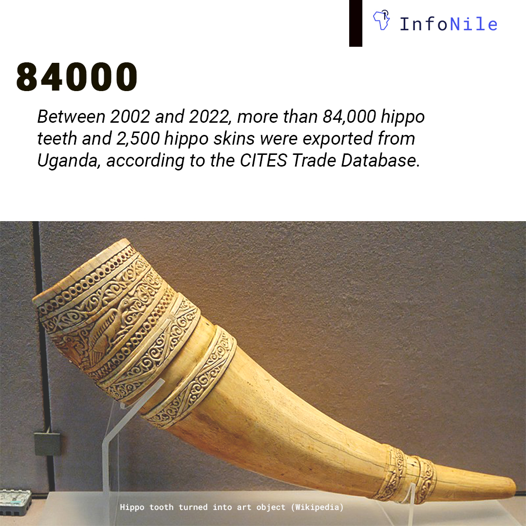 It's a heartbreaking reality!

Hippos are targeted for illegal trade in their teeth, meat, and face habitat loss. They're classified as "vulnerable" by the <a href="/IUCN/">IUCN</a>

<a href="/DibabaJohn/">Dibaba John</a> &amp; <a href="/JonasKiriko/">Jonas Kiriko</a> investigates why they are critical for #biodiversity

Story: ➡️🔗bit.ly/3ZcpVYu