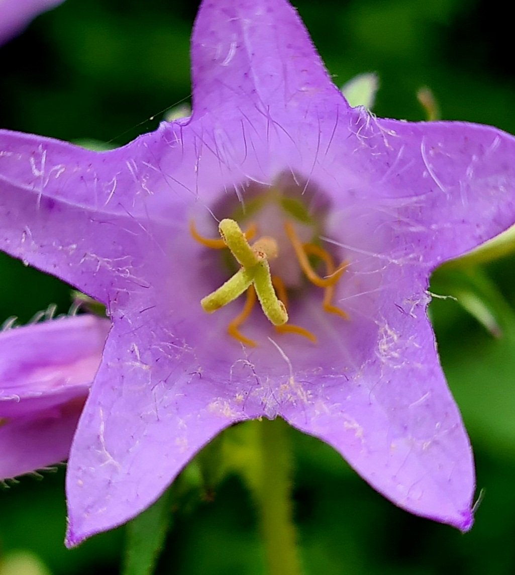 Nettle-leaved Bellflower 🩷
#pinktuesday #bellflower #campanula #macrohour #channel169 #naturelovers #ThePhotohour #flowersontuesday #TwitterNatureCommunity  #NaturePhotography #Flowers #flowerphotography #flower #NatureBeauty #GardeningTwitter #nettleleavedbellflower