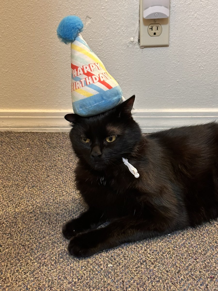 Mickey_Meow_'s tweet photo. My 2nd birthday was yesterday. 
I don't like this ugly hat but my parents wanted it so.. I just try. 
#CatsAreFamily https://t.co/TQ20pco1Xv