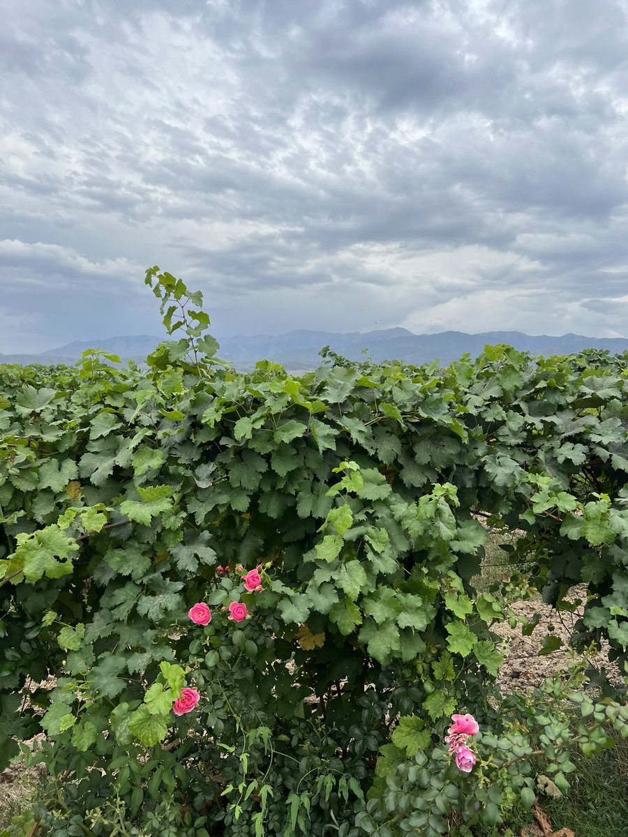 На Винограднике 🍇🍷 Arba Wine

 #ArbaWine #Almaty #wine #Kazakhstan