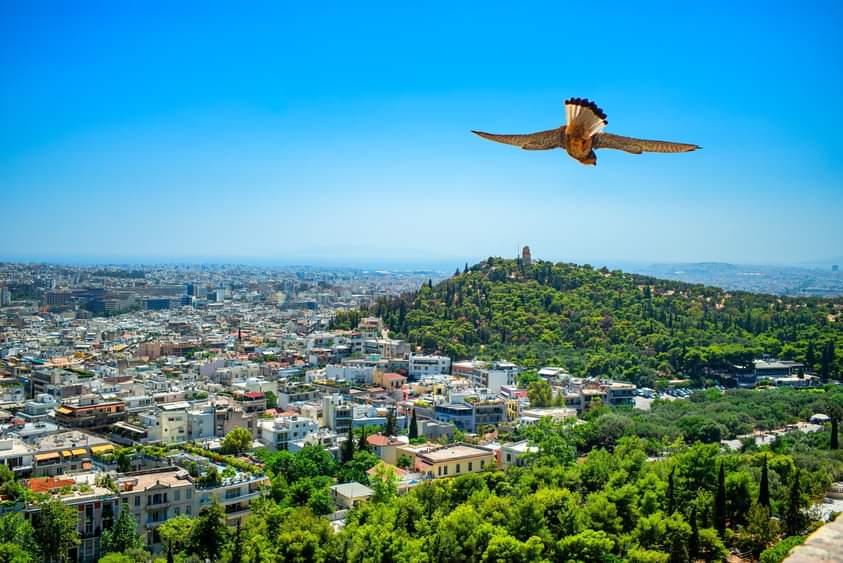 GarrickAng's tweet photo. A city view of the City of Athens from atop of Acropolis

Camera Club of the Philippines will be having an International Book Launch and Photo Exhibits at House of Lucie Athens tonight September 12, 2023 https://t.co/6gePdU2DbE