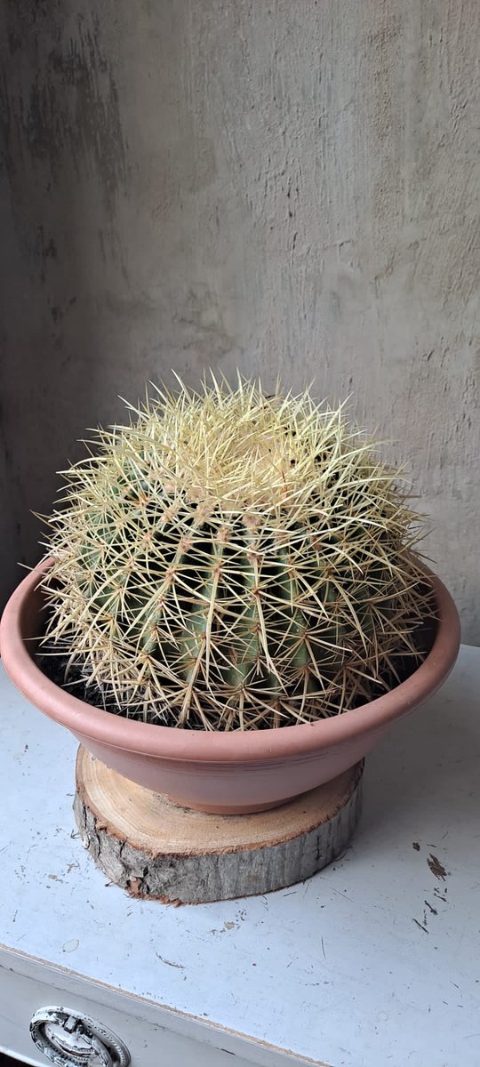 Vinetta Flower Gallery tweet media