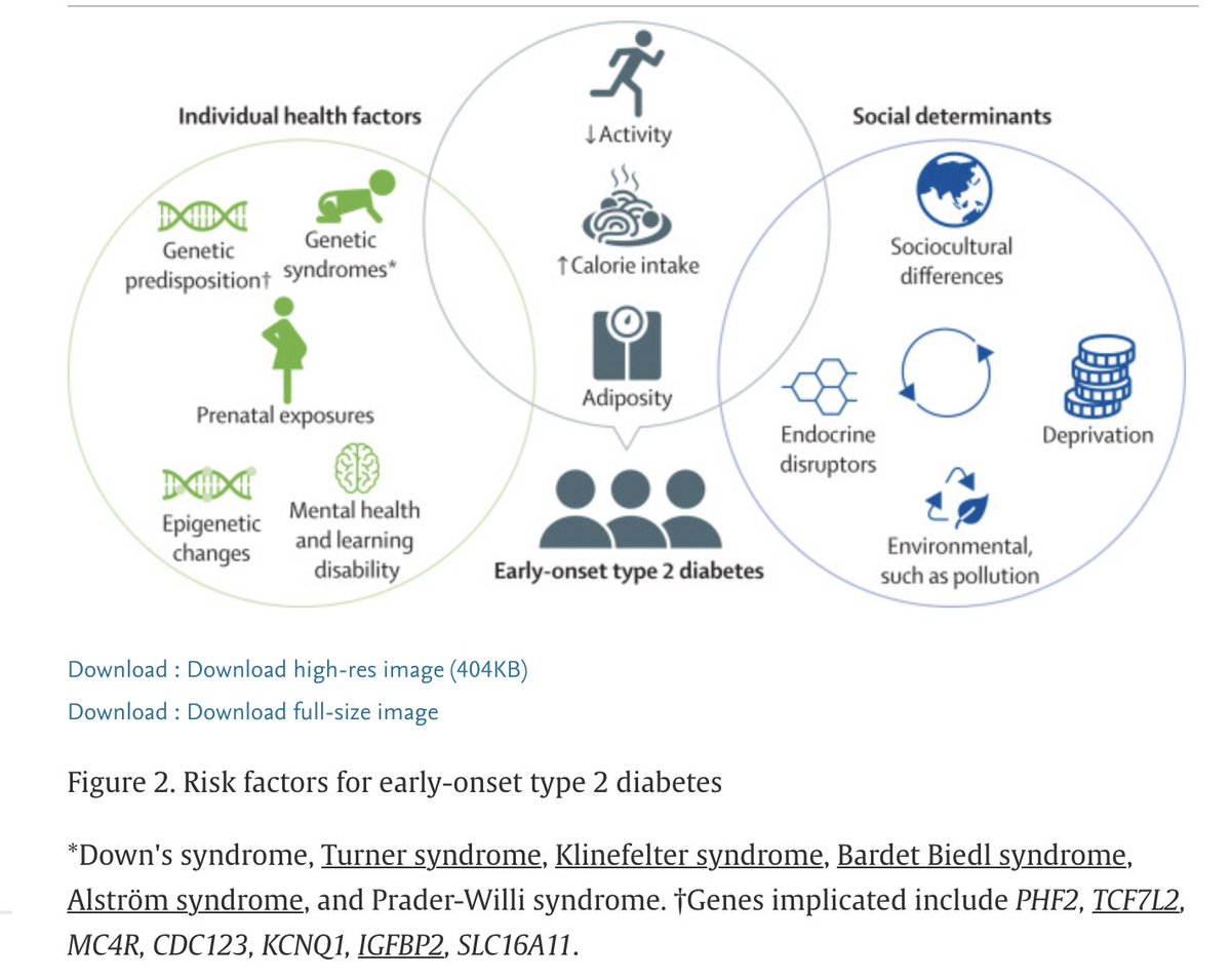 Shivani Misra (@shivanim_kc) on Twitter photo Delighted to share our review for <a href="/TheLancetEndo/">The Lancet Diabetes & Endocrinology</a> on early-onset type 2 diabetes
We use evidence from both adolescents & young adults to provide a contemporary review of type 2 diabetes in people aged <40 years, highlighting latest data & evidence gaps
sciencedirect.com/science/articl… Delighted to share our review for <a href="/TheLancetEndo/">The Lancet Diabetes & Endocrinology</a> on early-onset type 2 diabetes
We use evidence from both adolescents & young adults to provide a contemporary review of type 2 diabetes in people aged <40 years, highlighting latest data & evidence gaps
sciencedirect.com/science/articl…
