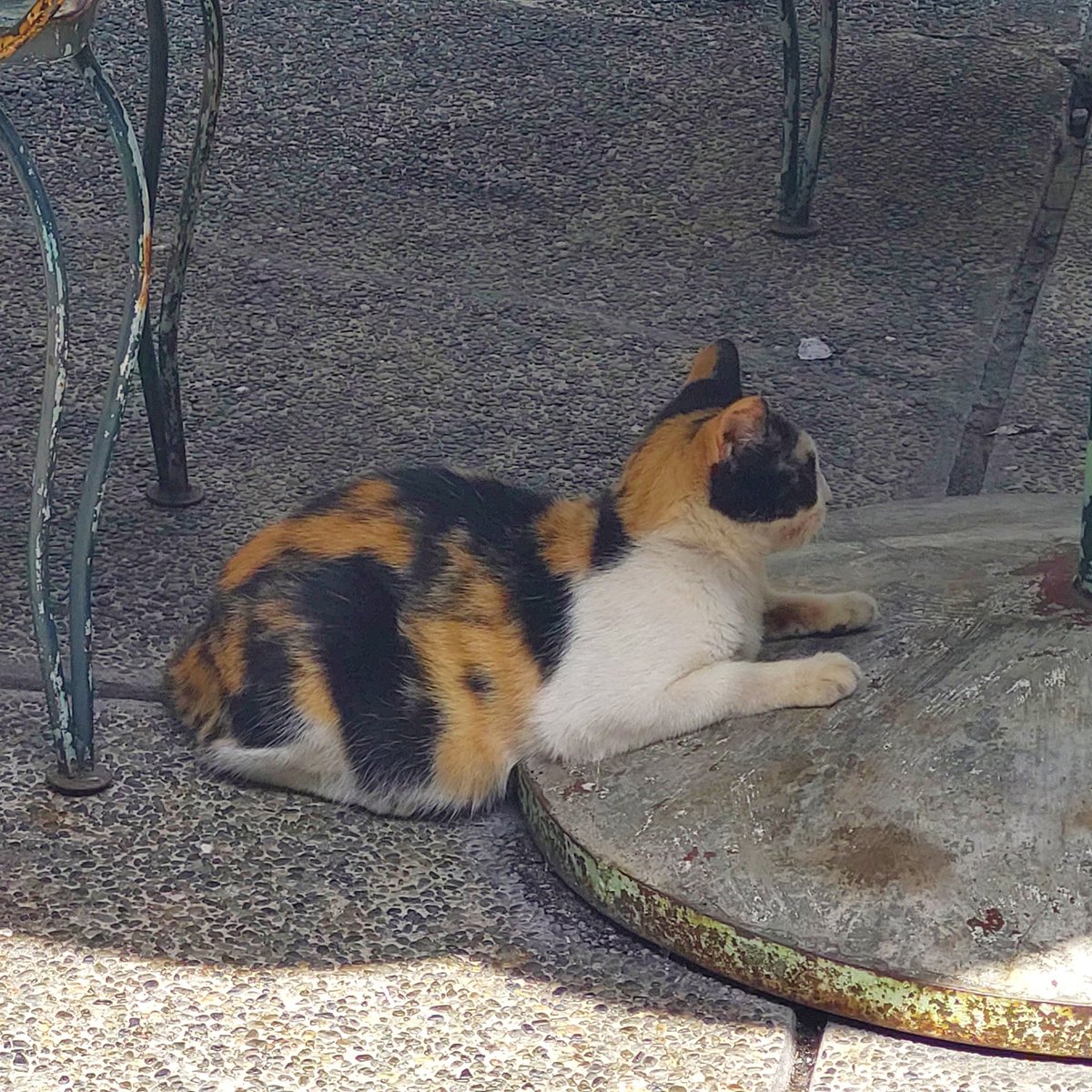 nginitian's tweet image. slow days ☘️🐾