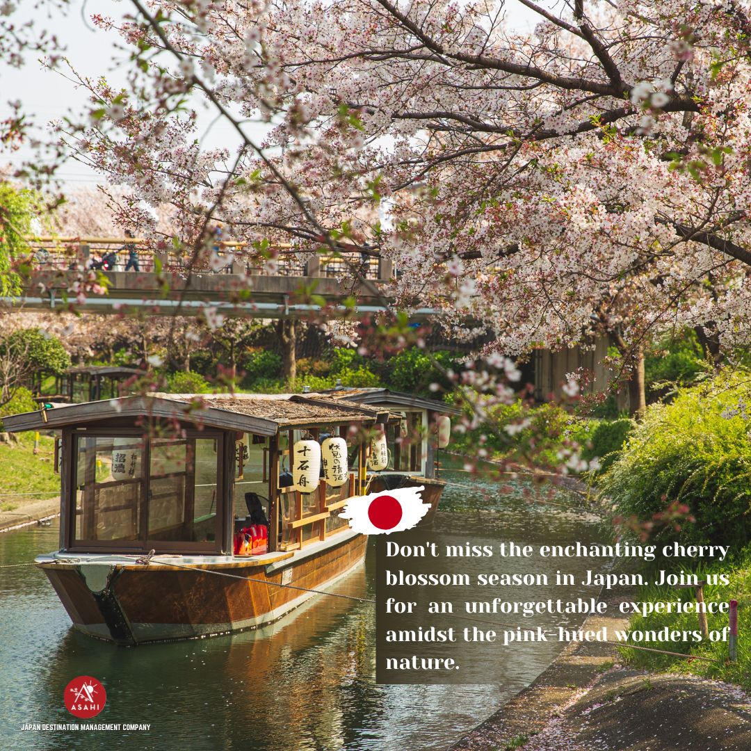 AsahiTravel's tweet photo. Get Ready to Blossom in Japan!  The captivating cherry blossom season is just around the corner, and we can't wait to share this magical spectacle with you. Join us for an journey under the blush of Japan's iconic Sakura trees.  #CherryBlossomSeason #InJapan #UnforgettableJourney https://t.co/9j2Hx9UNlB