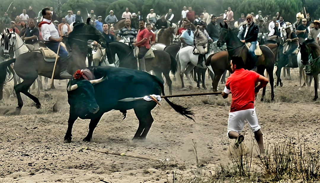 Samsa2111's tweet photo. Sí a la lidia del Toro de la Vega, en el formato original del torneo. https://t.co/554W6TJfJf