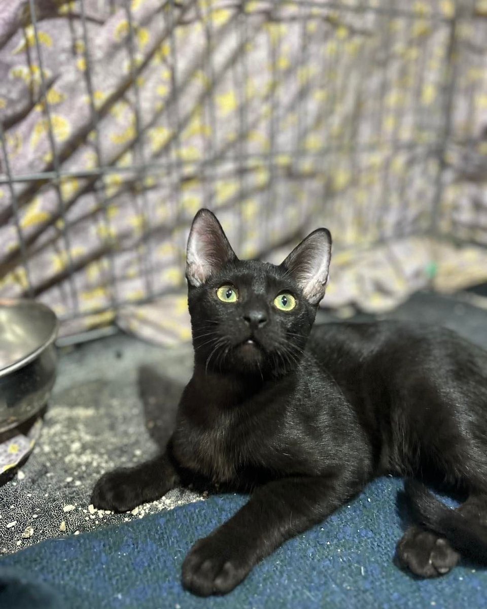 Gatosenadopcio's tweet photo. Draco y su hermano con problemas de visibilidad buscan familia ya sea juntos o por separado ☺️ son tranquilos y muy buenos ( el que ve poco al principio es tímido ) están en valencia 617575548 https://t.co/xeE4ZD3Vtx