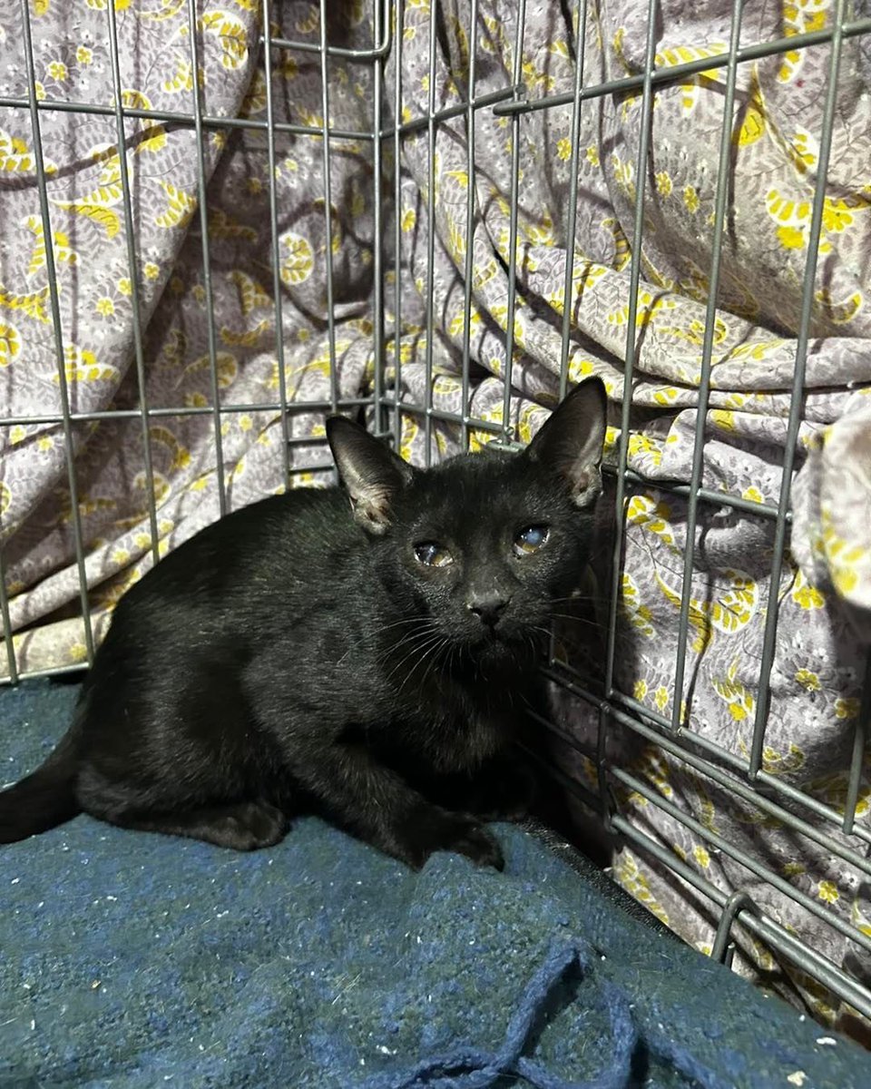 Gatosenadopcio's tweet photo. Draco y su hermano con problemas de visibilidad buscan familia ya sea juntos o por separado ☺️ son tranquilos y muy buenos ( el que ve poco al principio es tímido ) están en valencia 617575548 https://t.co/xeE4ZD3Vtx