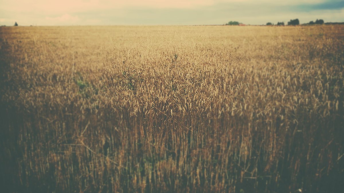 Fields of gold...
You'll remember me when the west wind moves
Upon the fields of barley
You'll forget the sun in his jealous sky
As we walk in fields of gold...
#photography #fields #Autumnvibes 
alamy.com/portfolio/gerv…