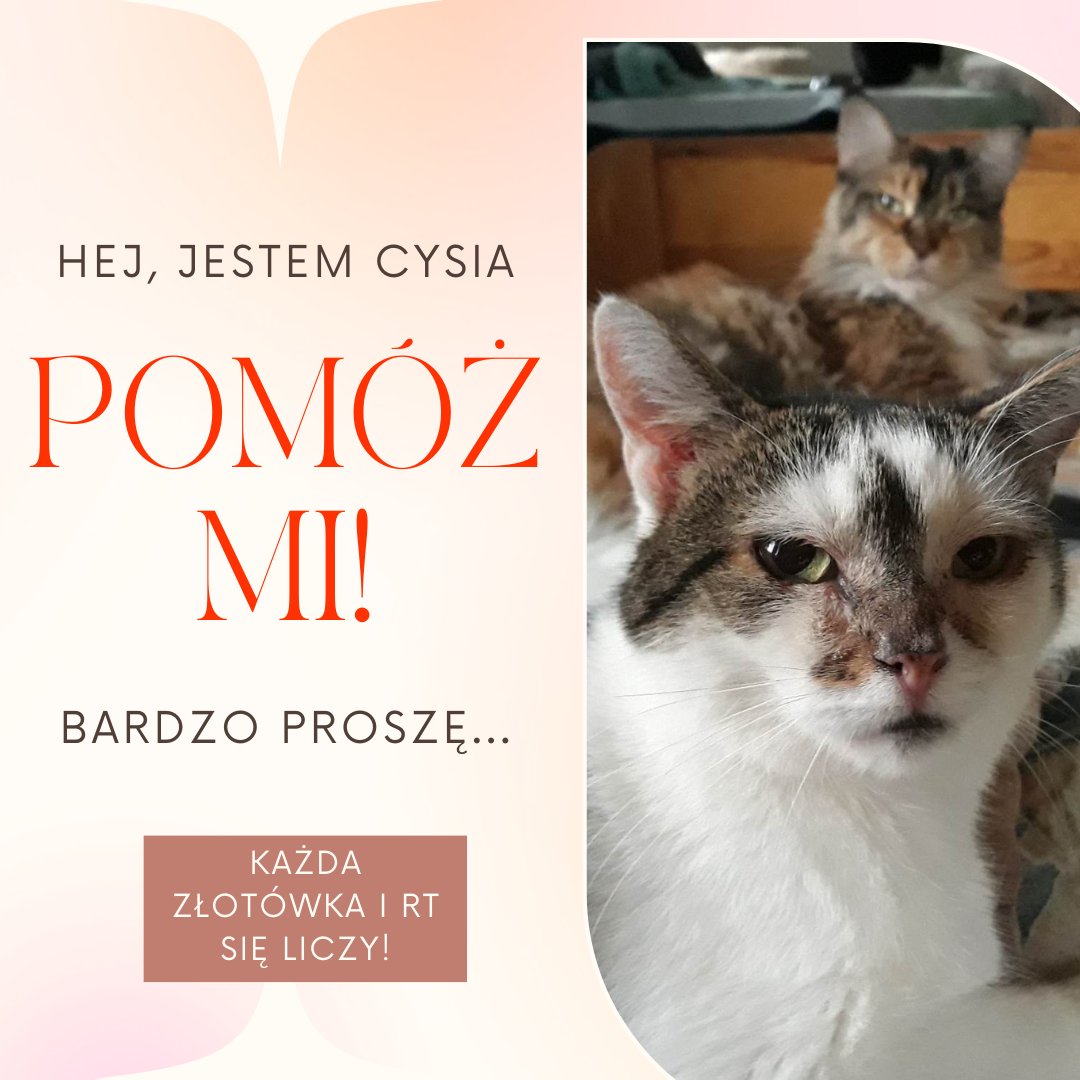czlowiekikot's tweet photo. ❣️ NA POMOC ❣️

Jesteśmy już na ostatniej prostej w walce o życie Cysi. Brakuje już tylko 878 zł by sfinansować jej leczenie 🙏

https://t.co/7fUY3o3Yvn

To jest bardzo szybka akcja by ratować kocie życie.
Proszę o każdy grosik i RT 🙏🙏🙏 https://t.co/kisfKEGHqy
