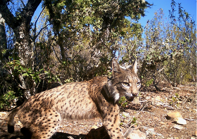 oapngob's tweet photo. 🌅Despierta la jornada en el Parque Nacional de Cabañeros mientras Sibila🐈 lo recorre con su elegante silueta.
#parquenacional 
#redparquesnacionales 
#PNCabañeros https://t.co/puFbmzNJZ4