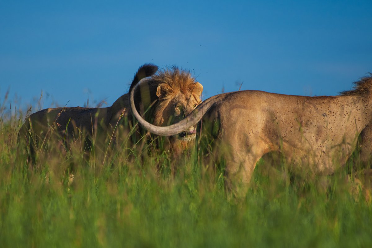 Black rocker Oloimina on Hukum | Masai Mara | Kenya
#safarikenya #earthpix #masaimara #photosafari #bownaankamal #bigcatphotography #natgeophotography #bigcatsofthemara #natgeo