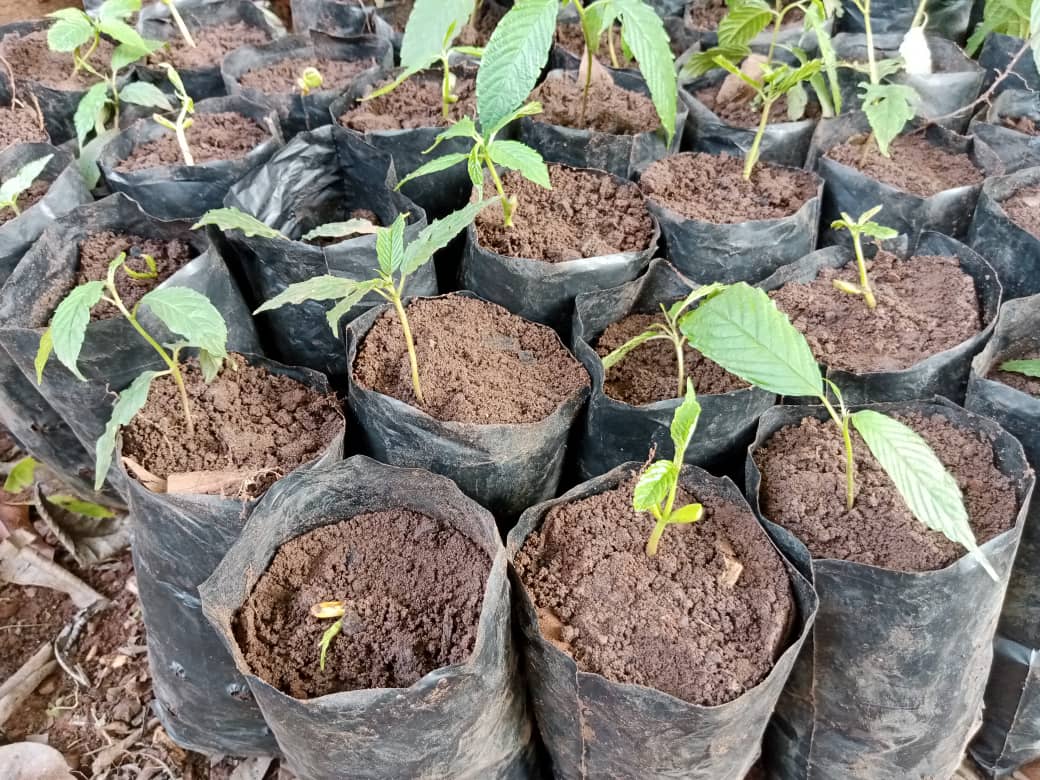 256Solomon's tweet photo. obtaining equipment, locations, the trees, & transportation to the desired site.
Everyone should be included in our acts, which should inspire us. Let's use these hashtags to spread the word that it's time to bring out our inner green.
#trees #AfricaClimateSummit23 #trees4ACS https://t.co/MHyVSJ4AId