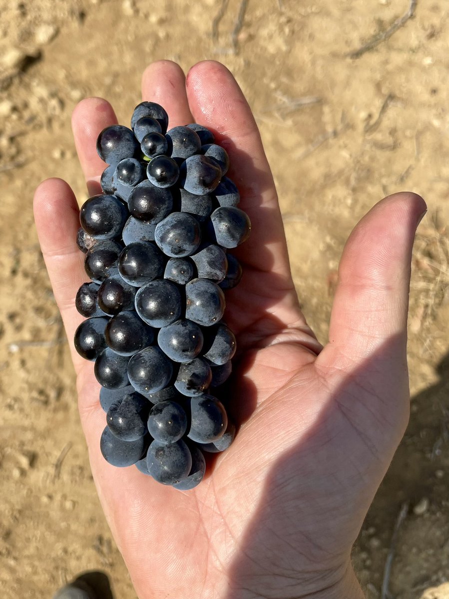 Syrah, a variety already cultivated in #Navarra at the beginning of the 20th century (Hermitage called) has grown in recent years. It represents 3% of the vineyard, being present in the #lowamontaña #navarrawine #harvest #wein #wine #wine #wine