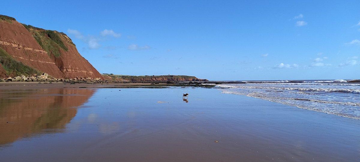 Rosie with Orcombe Point behind.
#RockinTuesday 
#JurassicCoast