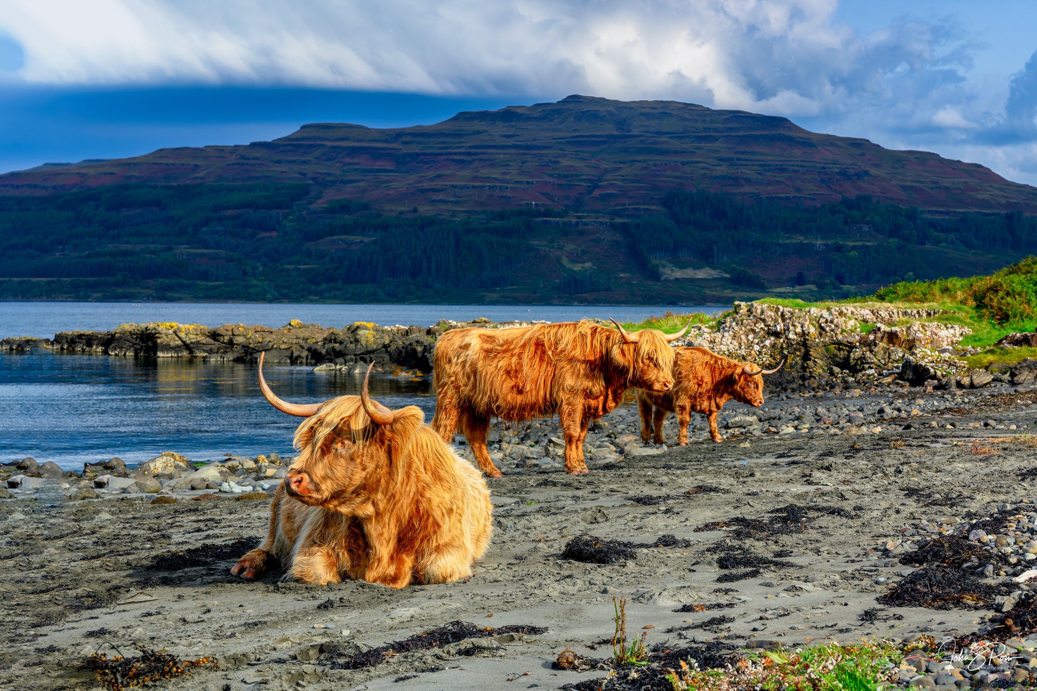 Highland Cows at Jacksons at jedburgh — Jacksons at Jedburgh