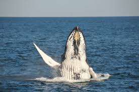 bornofdustandstone tweet media