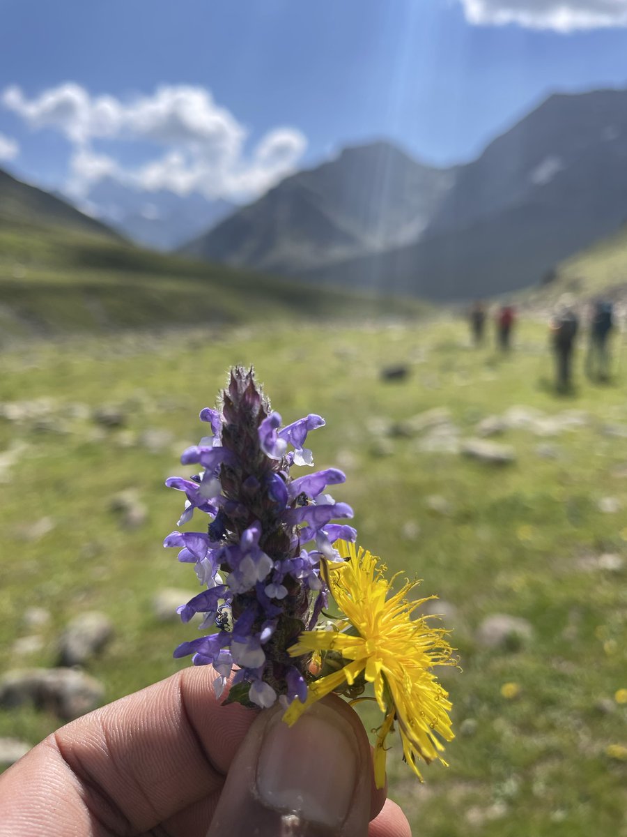 freefallings's tweet photo. #12 - Of the many amazing things seen on my recent trek, one of the least expected was these meadows carpeted with these beautiful flowers.

#travel #trekking #tarsarmarsartrek #himalayas #kashmir https://t.co/IqohQLRyoJ