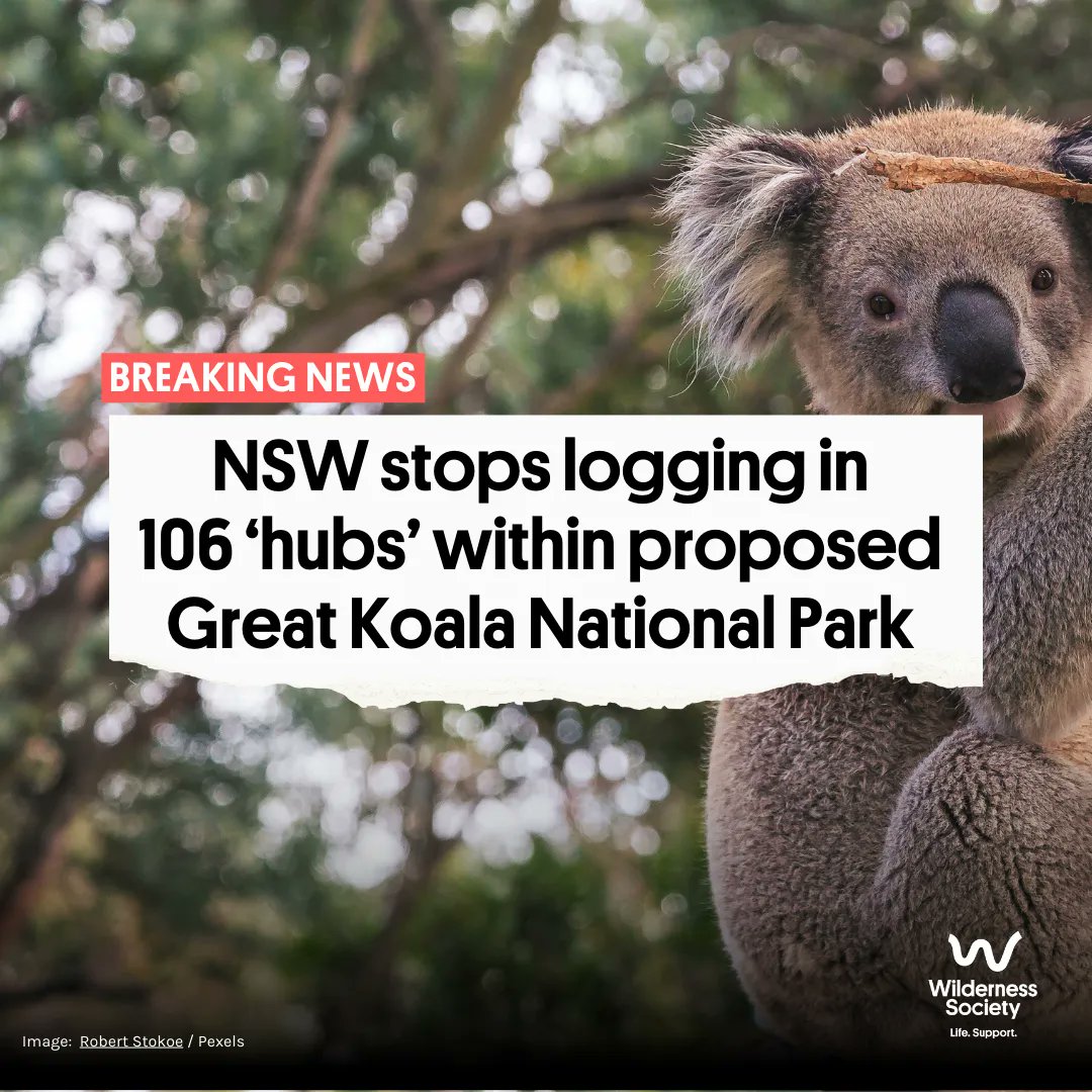 Today the NSW gov announced a logging pause for 106 koala hubs within the proposed Great Koala National Park. 

The hubs equate to about 5% of the total Park area. 

A great first step, but sadly, logging will still be allowed  outside these areas.