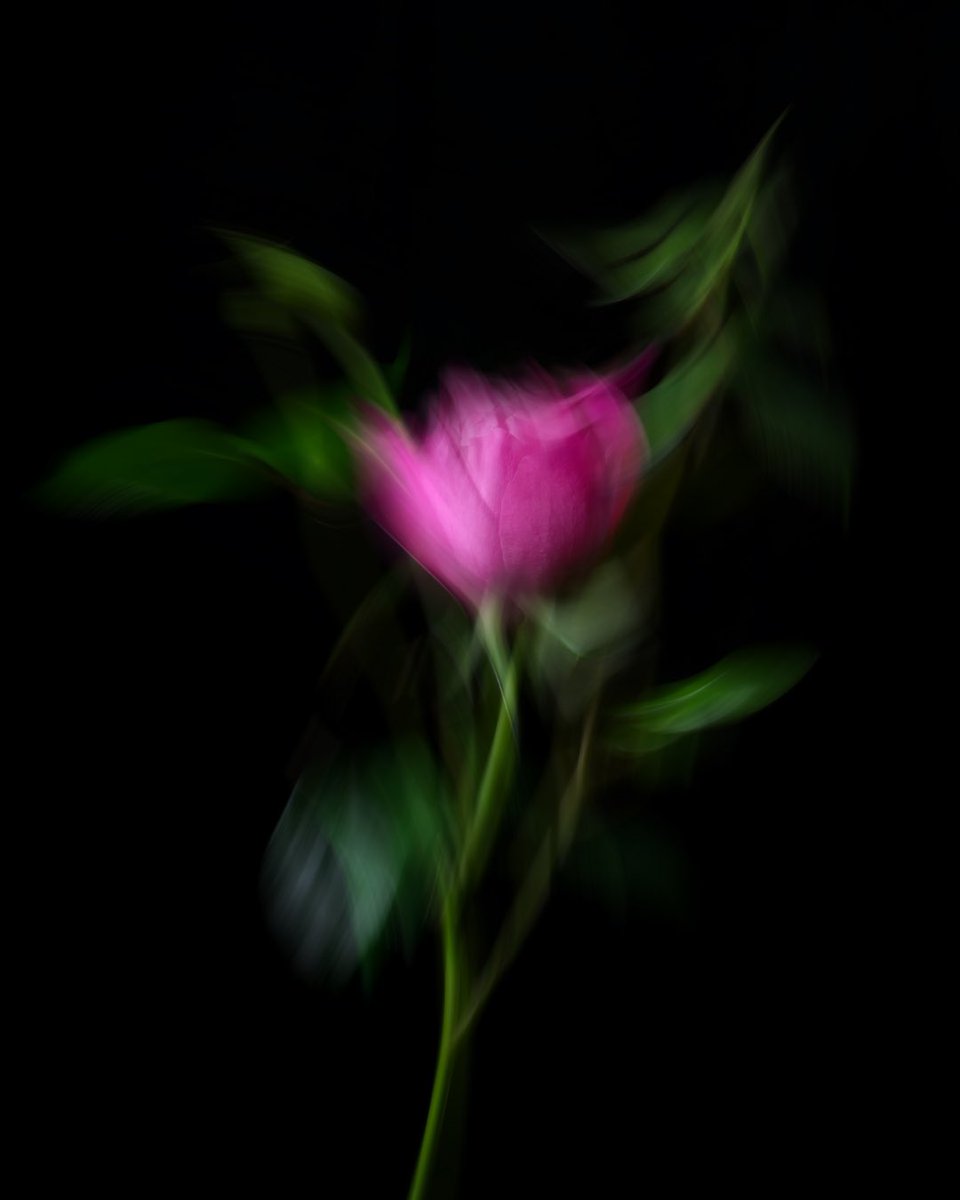 flovvers_io's tweet photo. Portrait of Rose https://t.co/W7REIKf7Id