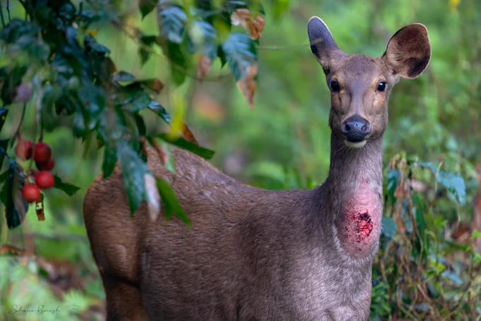 Ecology4UPSC's tweet photo. #DidYouKnow? Sambar deer have a 'Sore spot'.

It is a unique feature found only among the sambar. This area exudes a fluid.

It is a natural phenomenon in Sambar Deer which happens in both males and females during the rut (mating) season from (October to December). 

It is often seen in reproductively active male and in females during pregnancy and lactating period.

(Mating season heavily depends on the climatic factors, availability of food, thus the time period is variable all over India).

Note: The Sore Spot does not appear in all Sambars all over India but it has been reported in north-eastern, eastern, and peninsular India.

Image credits: sahanarameshrao