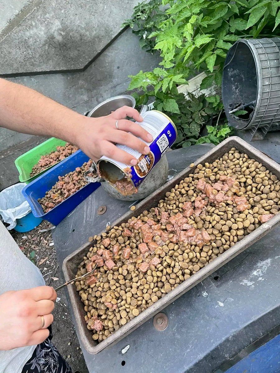 Tailscareua's tweet photo. Hello, friends❤️🐾
 We continue to take care of the homeless and abandoned animals of Kharkiv🇺🇦 We go to them every day - feed them and make sure that they are all healthy🙏 Thank you who supports our activities, especially those who join this good cause 🤗

Saving lives together https://t.co/EoXMWR7AFI