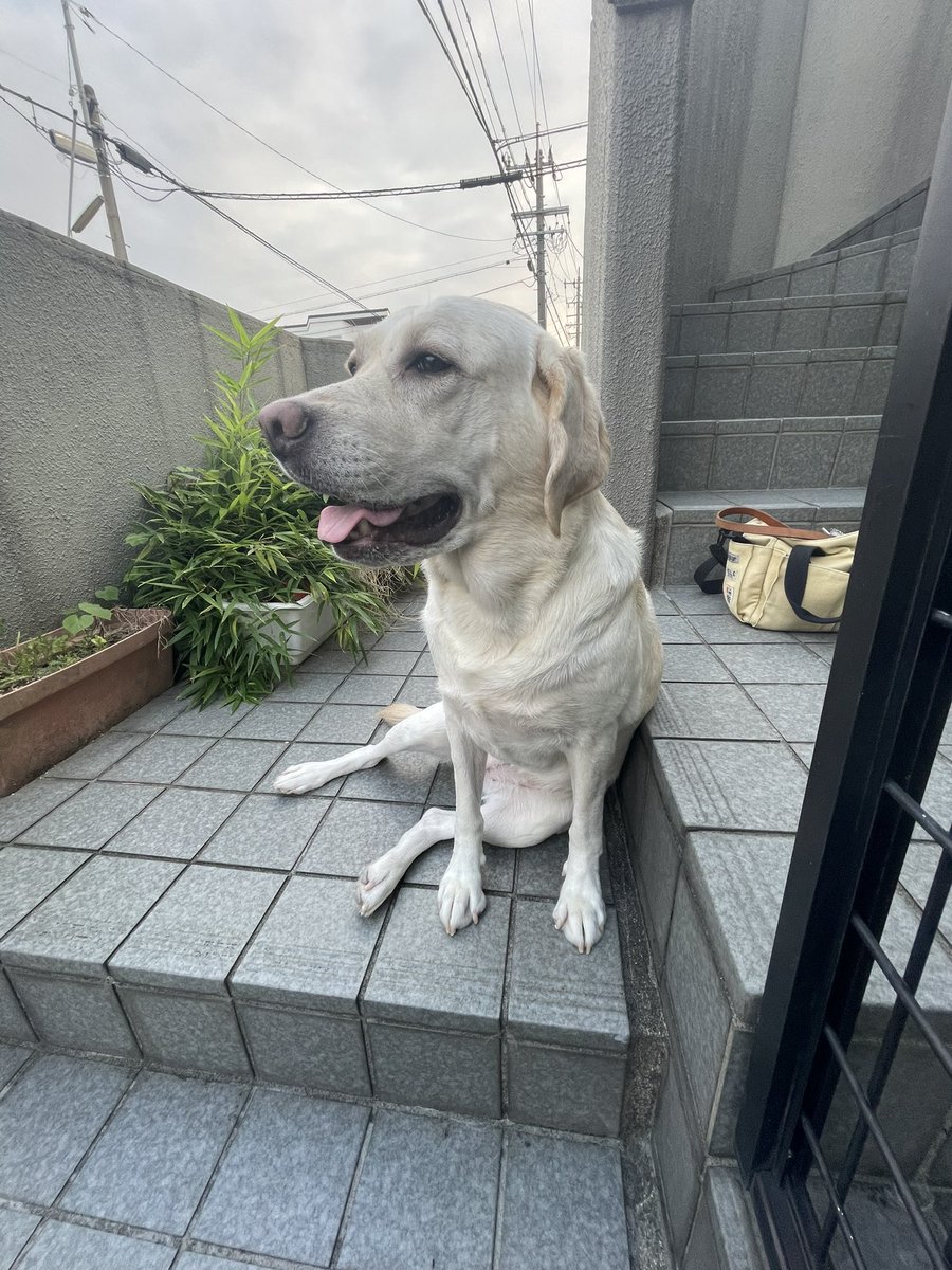 朝散歩も、ようやく涼しくなりました😊が、昼間は30℃超えるらしい😅
もう9月も残り4日なのに…
  #ラブラドールレトリバー  #ラブすき #朝散歩 #今朝は爽やか