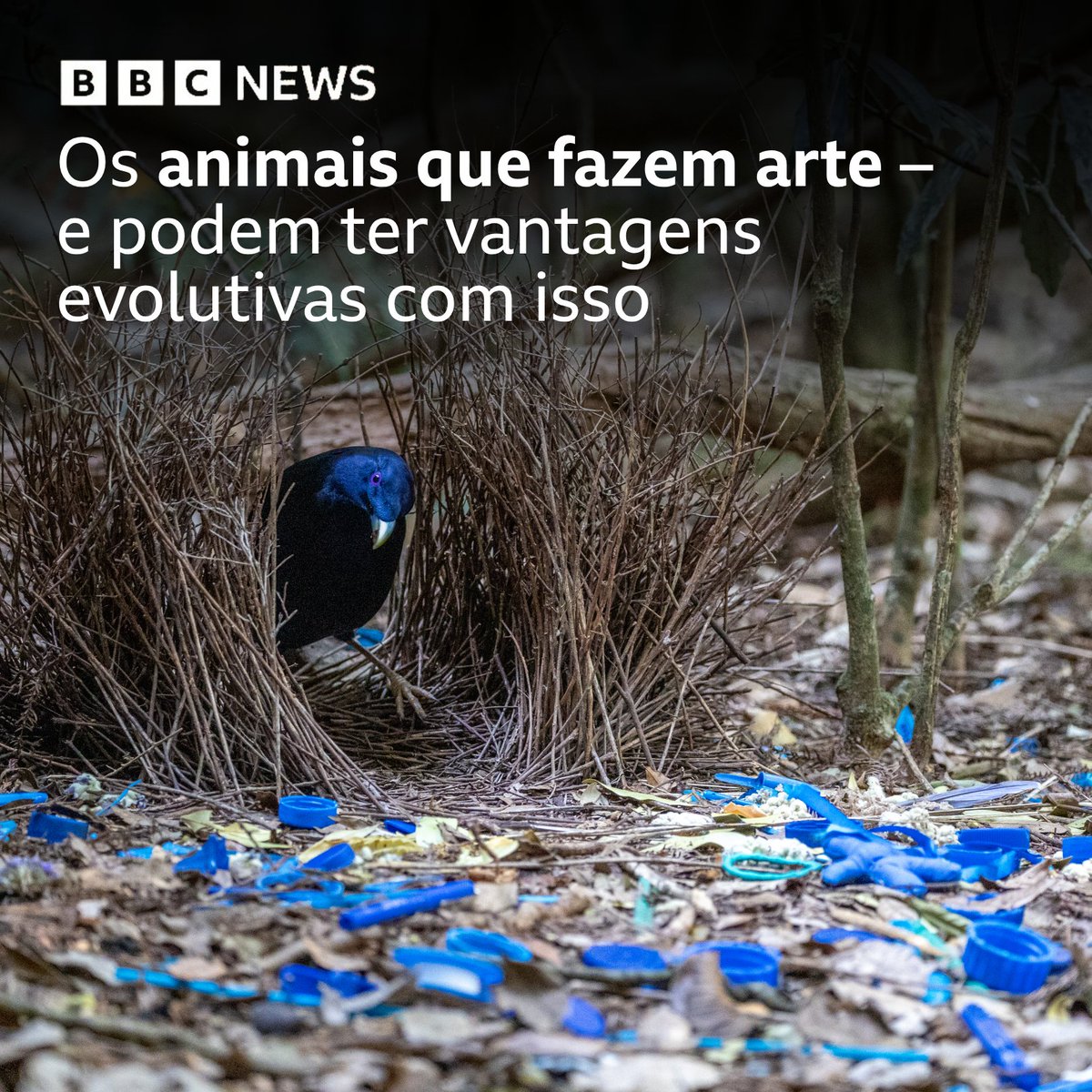 bbcbrasil's tweet photo. Em todas as 20 espécies de pássaro-jardineiro, os machos constroem estruturas lindamente decoradas, conhecidas como caramanchões, para atrair as fêmeas 🐦🎨

Essas estruturas formam áreas planas adornadas com conchas, nozes, frutas frescas, flores e até asas de borboleta.

Os caramanchões perto de vilarejos humanos também contam com itens como chaves de carro, tampas de garrafas, escovas de dentes, óculos e dentaduras.

Algumas espécies de pássaros-jardineiros chegam a pintar os caramanchões usando frutas esmagadas, carvão e até sabão em pó roubado de humanos 

Leia mais neste #ArquivoBBC > https://t.co/LpoRIAYFSf