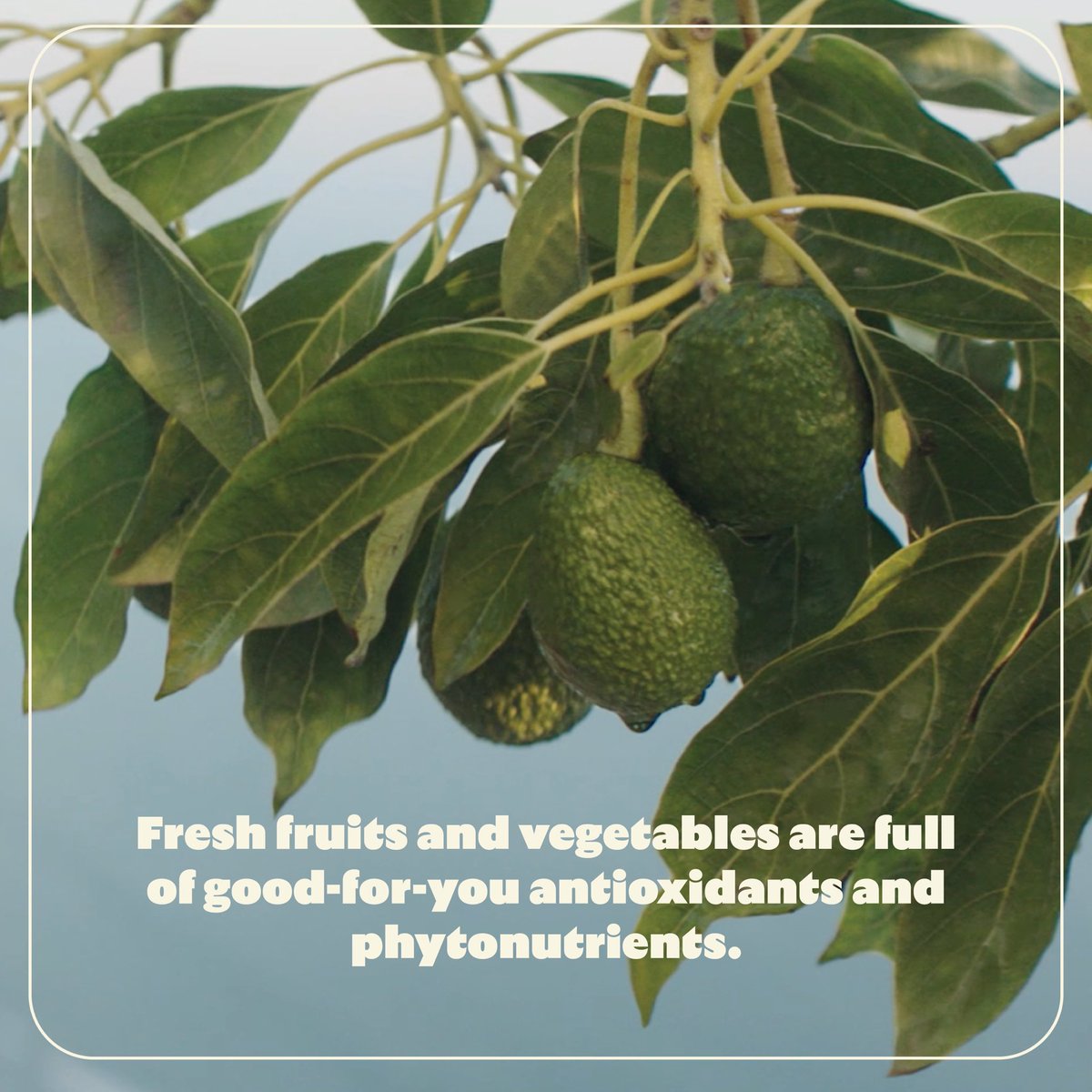 California Avocados tweet media