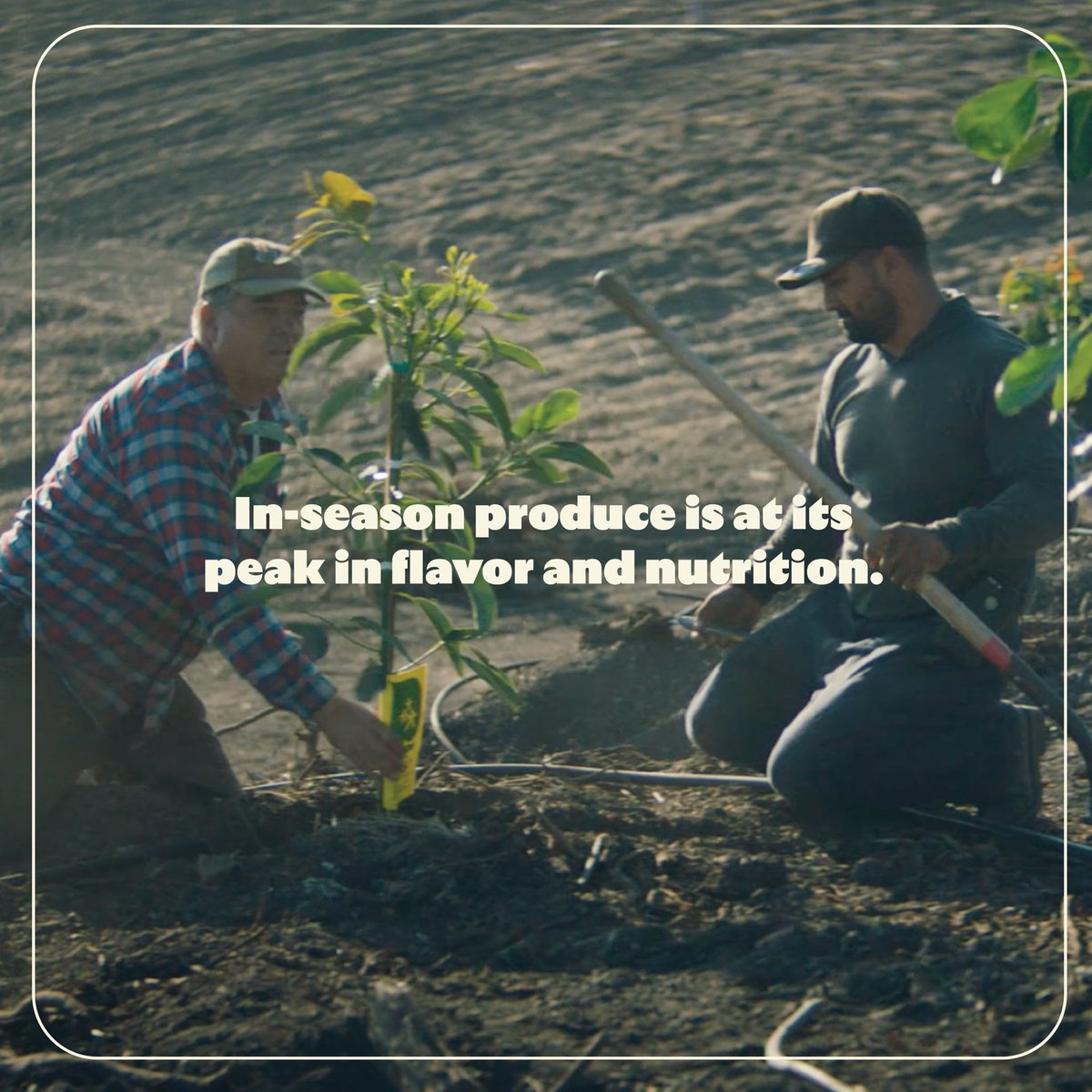 California Avocados tweet media