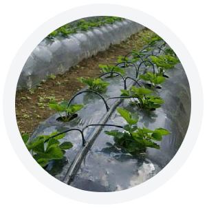 AgromexGDL's tweet photo. Conoce la mejor gama de acolchados para tu cultivo 🌱: Negro, Negro-Plata, Blanco-Negro, Solarización. Garantía Agromex, más de 40 años de experiencia 🏆. Más información: https://t.co/Wd8Pgl2b9f https://t.co/seypDVZkYs