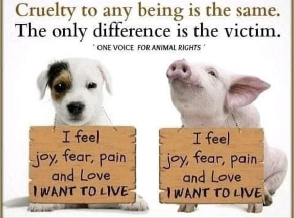 veganfuture's tweet photo. https://t.co/SB3apN2811