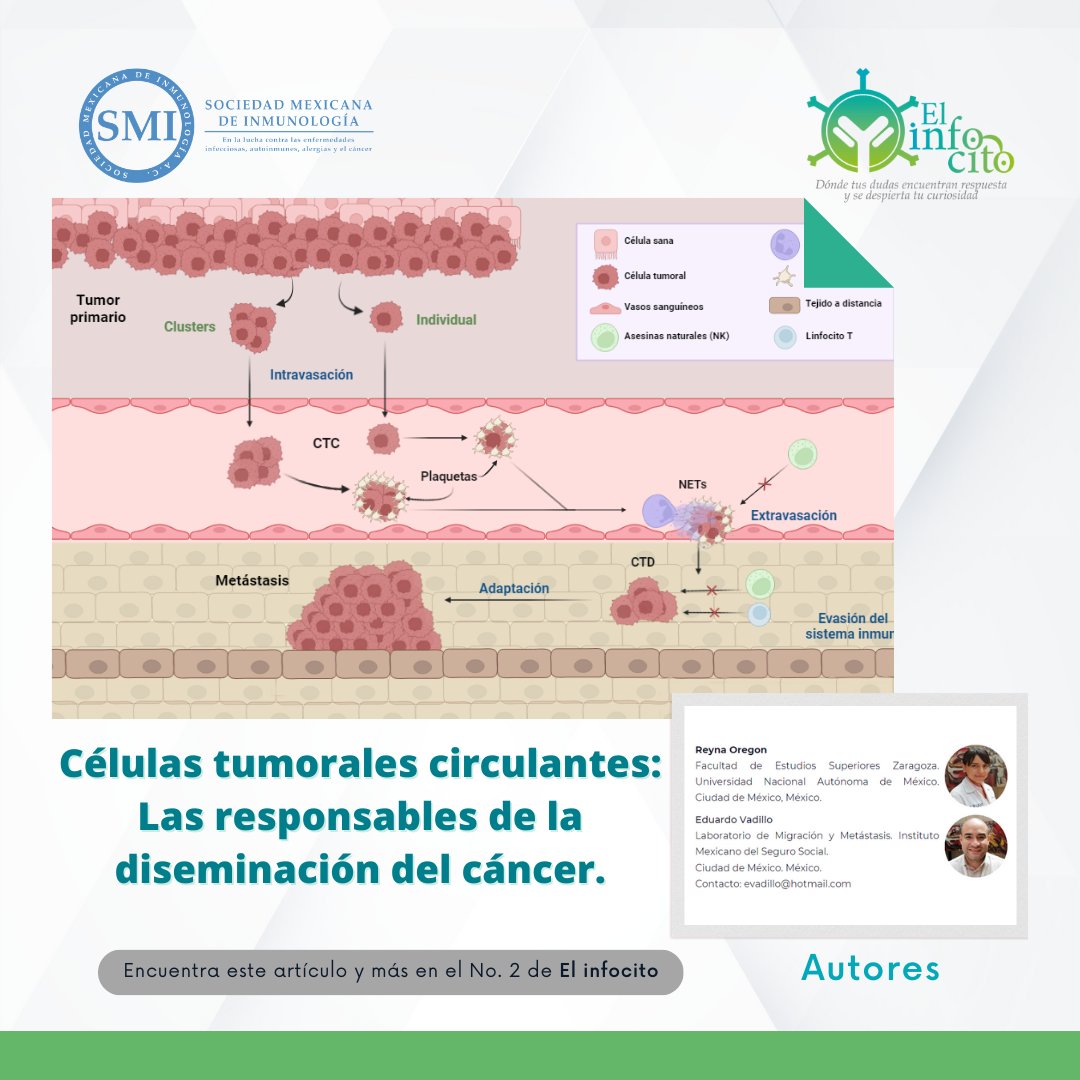 🔬¡Explora en "El Infocito" el mundo de las células tumorales circulantes, claves en la metástasis del cáncer! 🦠 Descubre cómo la prevención y la ciencia avanzan en su estudio para salvar vidas. 🌟 Lee más: issuu.com/sminmunologia/…
#DifusionSMI #Elinfocito #SMInmunología