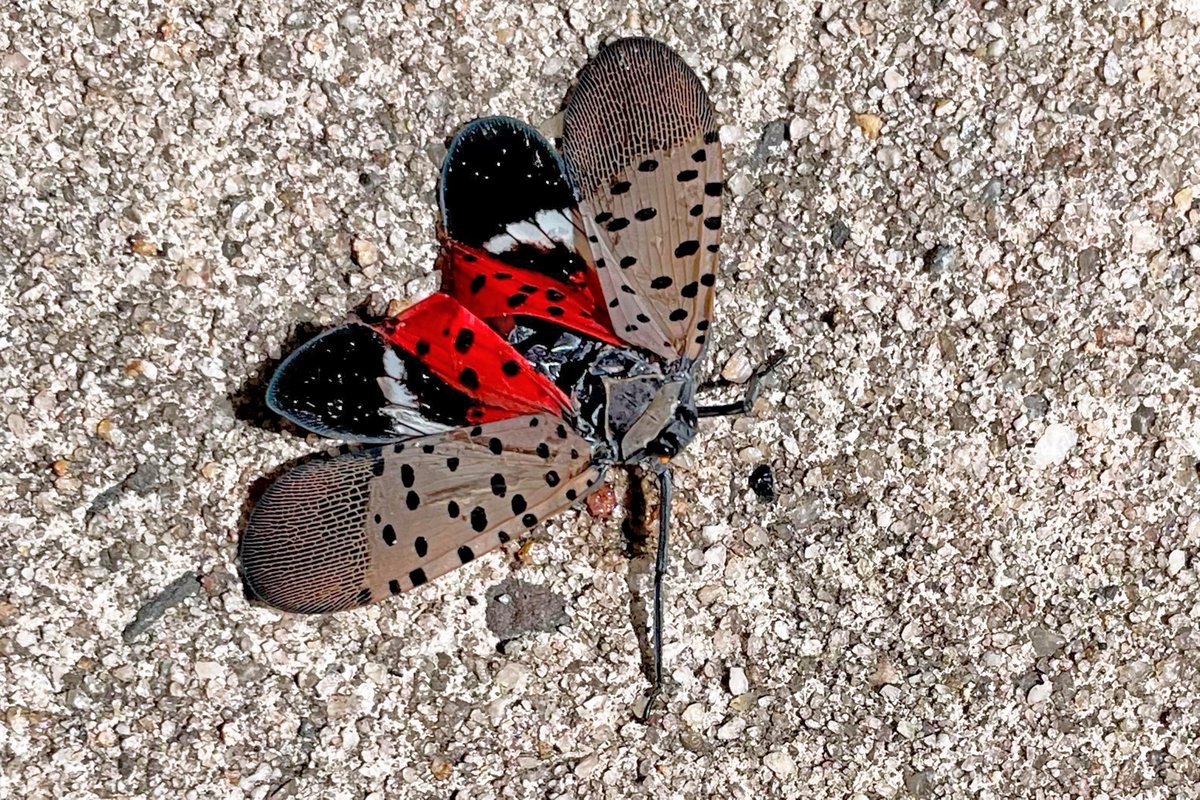 Pest Alert: Spotted lanternfly confirmed in Illinois illinois.gov/news/press-rel… Please report suspects to: lanternfly@illinois.edu