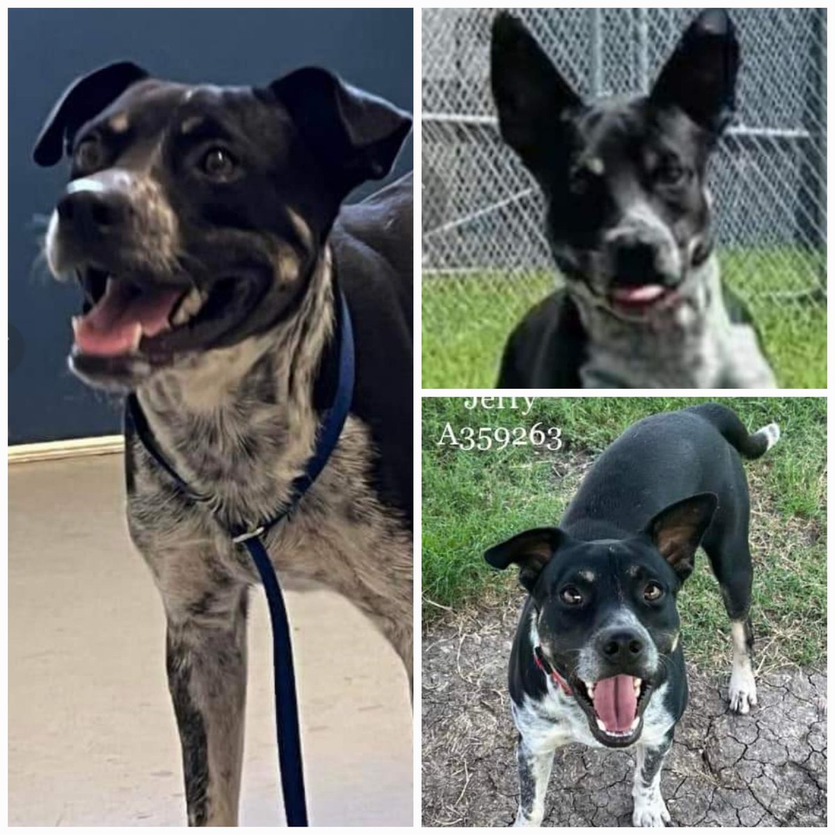 beeleevitonly's tweet photo. 🆘️😱say it's not so, don't let #CorpusChristiACS 
kill JERRY #A359263 #TBK 💉☠️9/28 12P Thur🚫 
1 yo #AustralianCattleDogMix tolerant of other dogs but would just as soon run around a field by himself.  Friendly w people. Plz help #SaveJerry 
RT, #Adoption #Foster #PledgeForRescue on post as shelter doesn't accept pledges 
📧livereleaseteam@cctexas.com