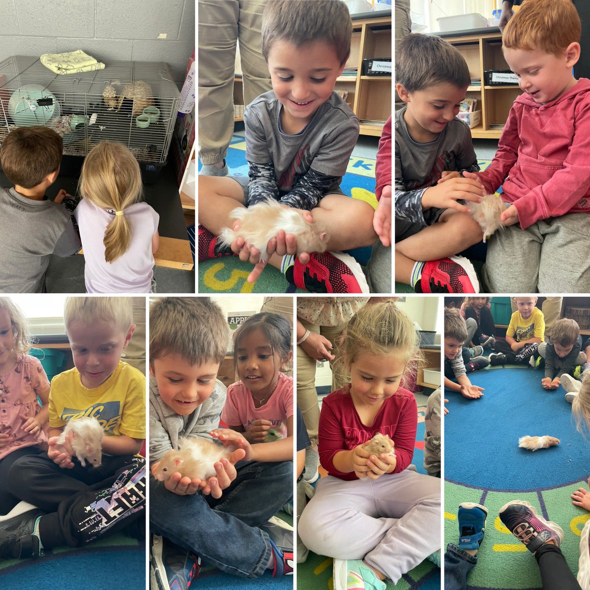 Meet “shaggy” 
Thanks Mrs. Millard for trusting our class with your hamster. #classpet