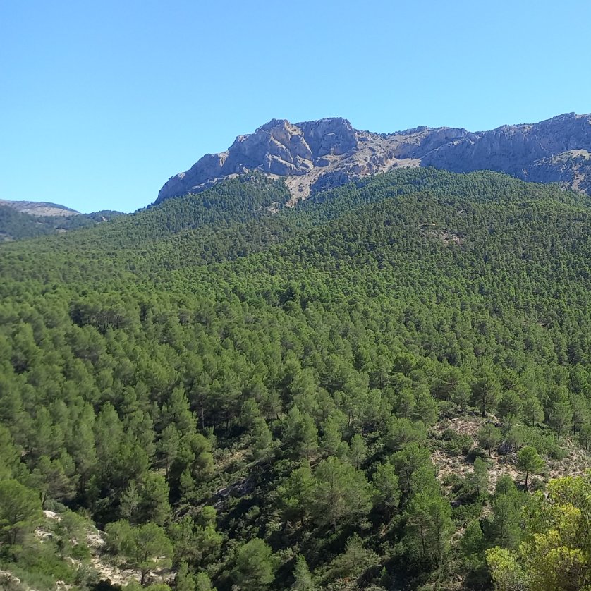 A Don Ricardo Codorniu , gracias.