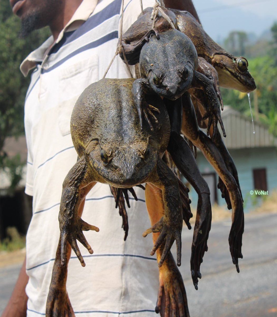 World’s Largest Frog in Cameroon: Save it or Lose it

Read more here 👇🏽 
voiceofnaturenews.info/worlds-largest… 

#VoNNews #Conservation #Environment #Amphibians #Amphibiansconservation #GoliathFrog #MountNlonako #WorldLargestFrog