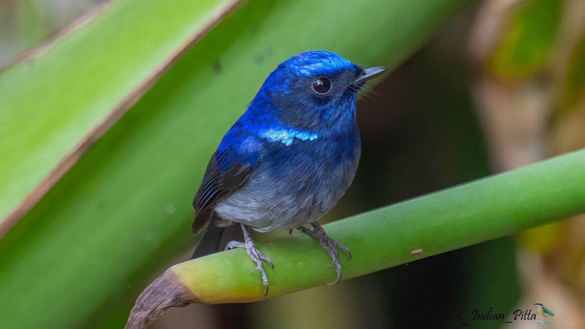 Good morning birdwatchers! It's #MondayMorningBlues time. 

Share your bird-filled Monday mornings with us. Whether it's a blue-feathered friend or a tranquil birding spot, let's kickstart the week with avian inspiration.

I start with Small Niltava.

Daily Thread 45