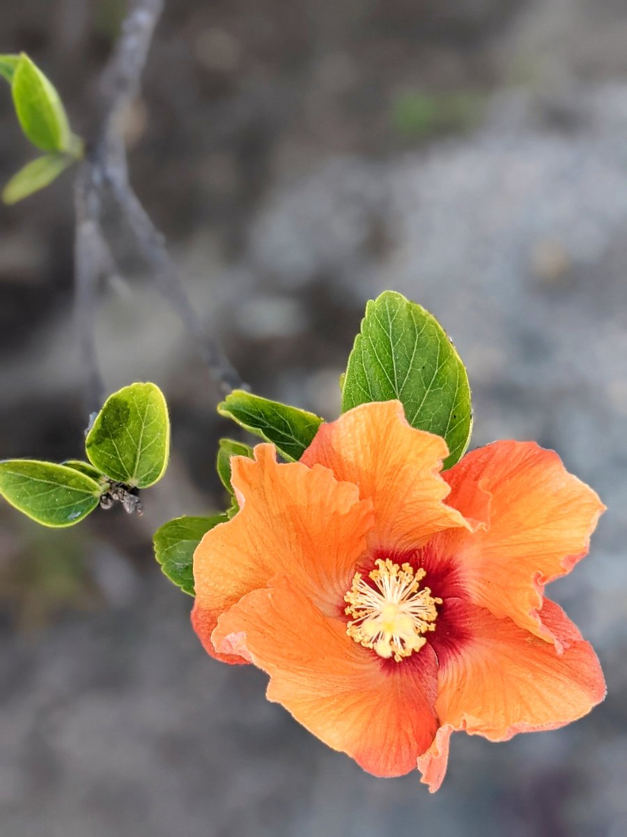 SoothingSoulSS's tweet photo. Stop and smell the flowers 🌺 (Summer Leftovers 😁)
SoothingSoulSoothingSouls ❤️
#itsthelittlethings
#itsthesimplethings
#soothing
#soothingsoul
#soothingsouls 
#soothingsoulsoothingsouls 
#meditateinnature 
#relaxinnature 
#enjoyfreshair
#enjoysomeflowers 
#enjoythelittlethings https://t.co/L669N7BiWG