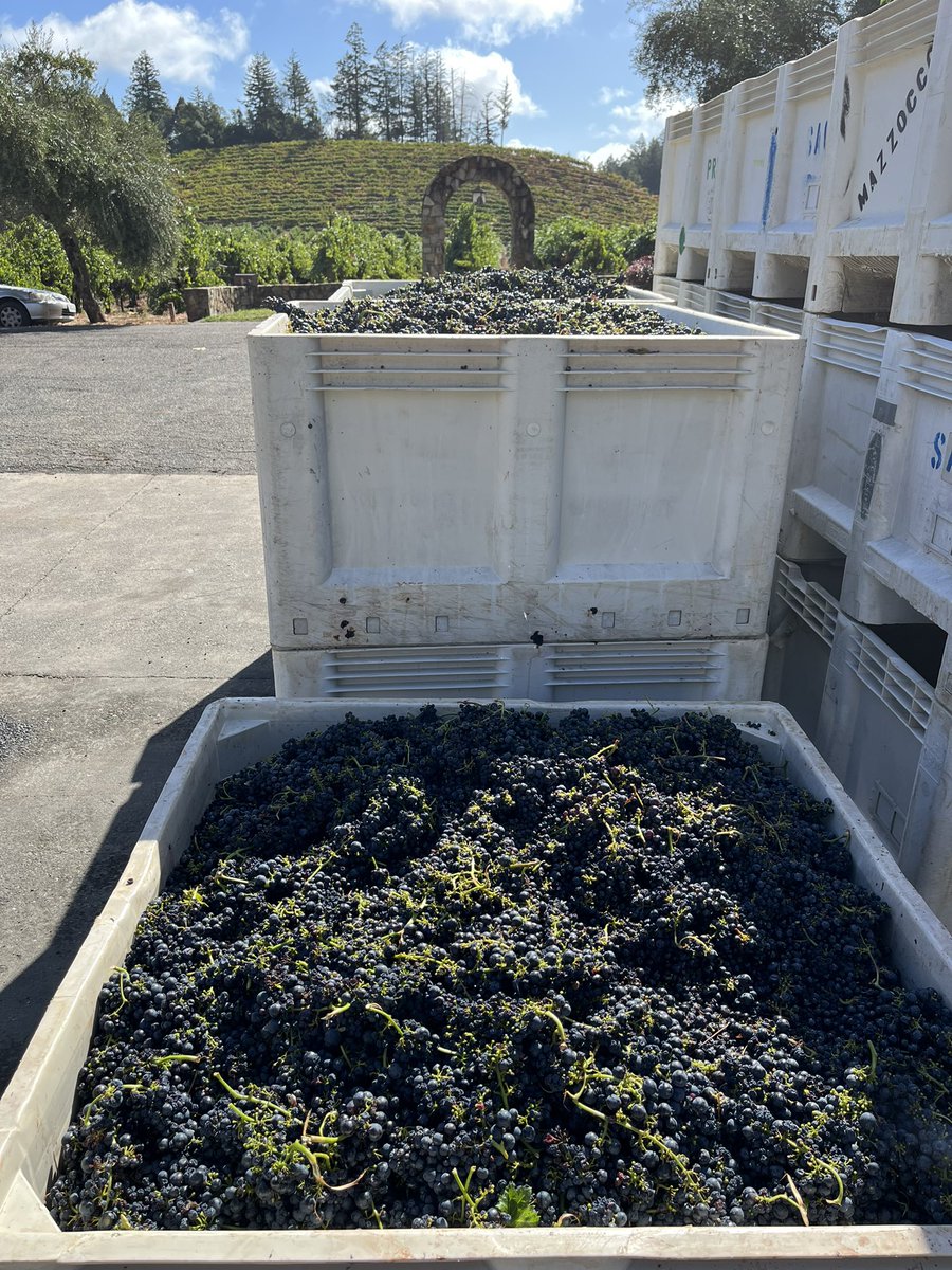 First red to come in! Block 22, #Zinfandel