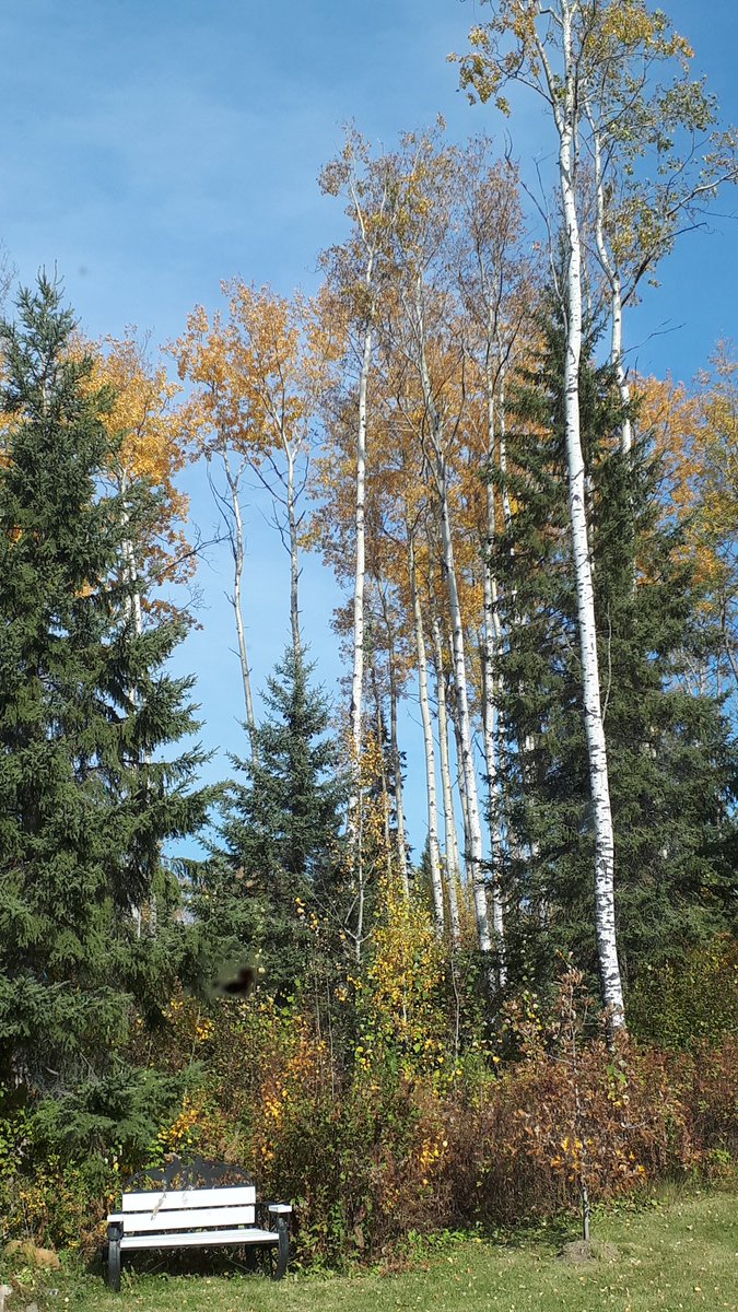 LindaMywaart's tweet image. The view out of my office window brings a whole lot of brightness to my day of paperwork and reading
#doingwhatsbestforkids
#ilovewhereilive