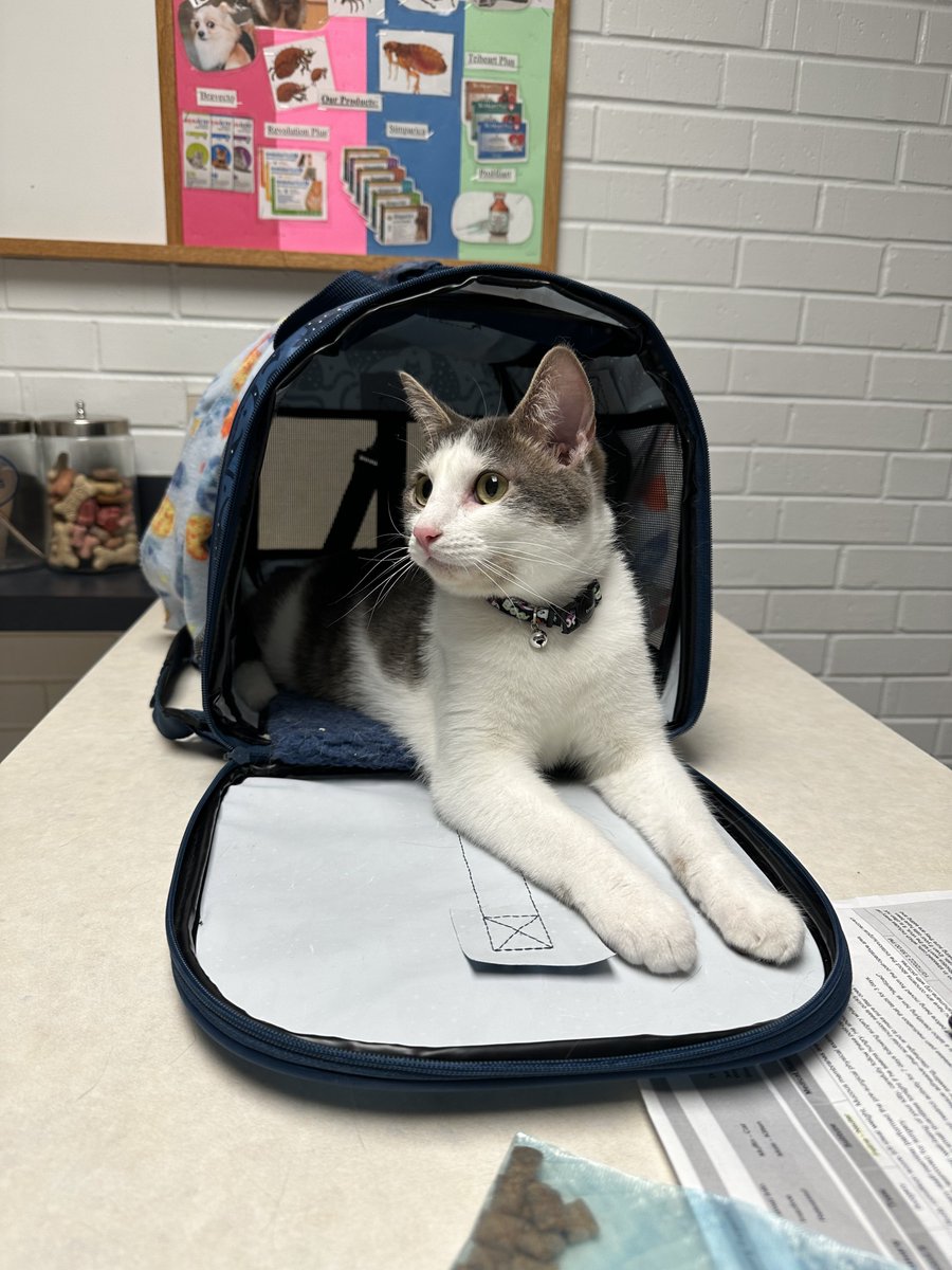 cerealandyogurt's tweet photo. me at the vet, not a big fan… but was a good boy per usual -C https://t.co/xDwPqEW6iS