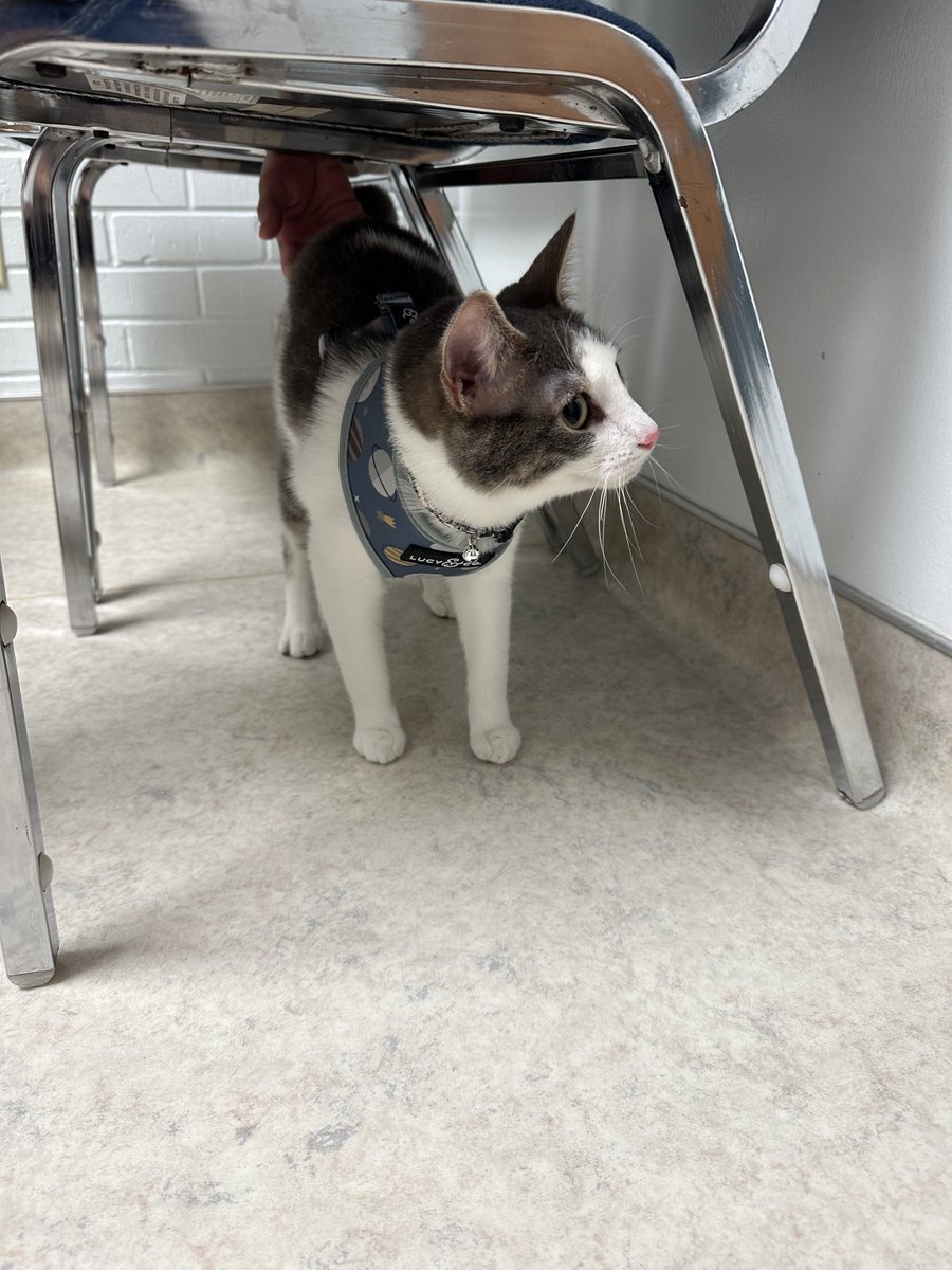 me at the vet, not a big fan… but was a good boy per usual -C