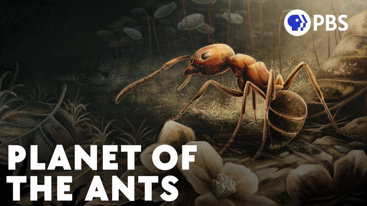 Ants 🤝 Angiosperms. 

It seems that flower power gave ants their main character energy, making them one of the most numerous and diverse animal groups of all time. New video on YouTube now! 
youtu.be/Wp8ux8Xlj48