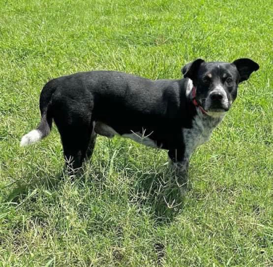 RoCoGB's tweet photo. 🆘JERRY 12mths old!!!!!
#A359263
🔥DIES 9/28🔥
Australian Cattle Dog
Social, tolerant & playful w/o🐕🐕🦺
BUT in SHELTER he prefers the safety of his own company
Hesitant of leash but soon understood = walkies
Smart & Handsome he’s looking 2 you 2 plz help him
Plz #Pledge #Rescue
CorpusChristi ACS TX