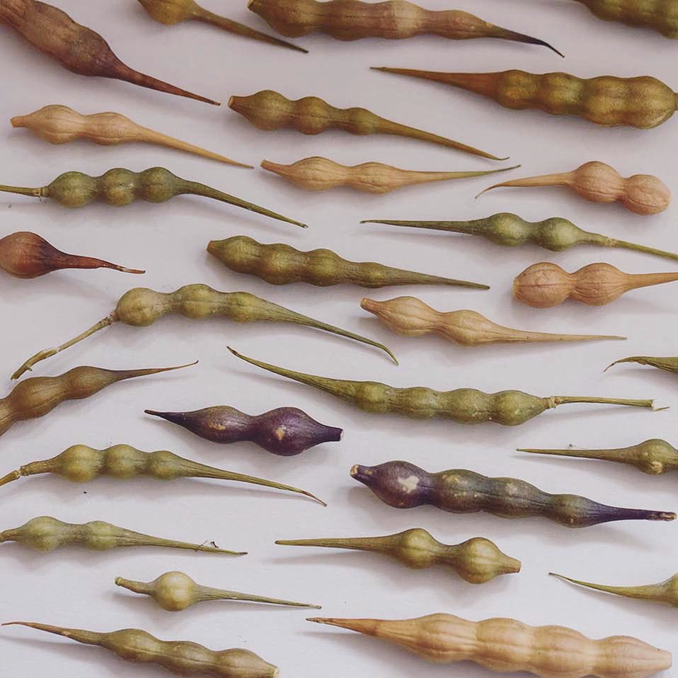 Pods of a beach radish. Raphanus raphanistrum