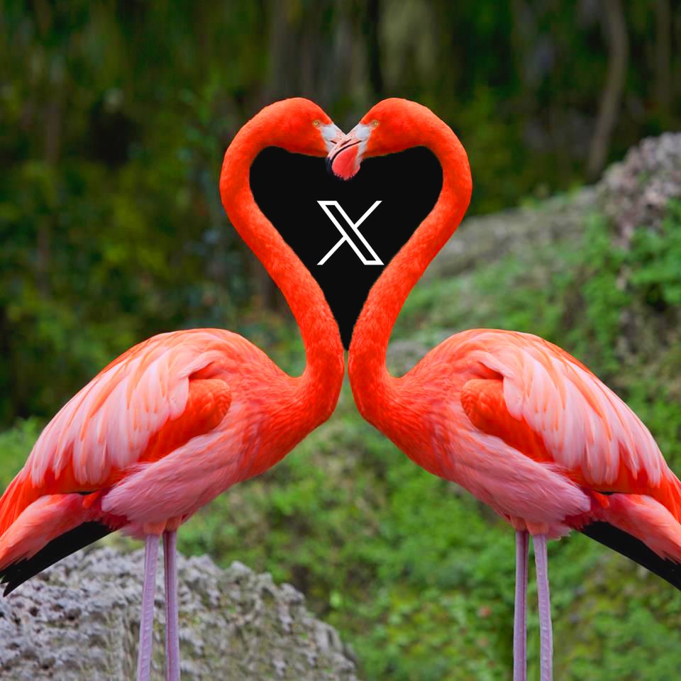 flamingocoinerc's tweet photo. @elonmusk @mysteriouskat https://t.co/0V8USX815V